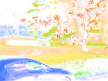 🌸常磐道百景 桜巡りNo.6『山桜編 そのニ』🌸