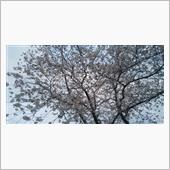 ロードスターＲＦと桜！！