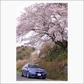桜ドライブ