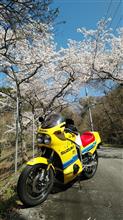 篠山の桜と愛車達