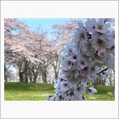 🌸で気分転換