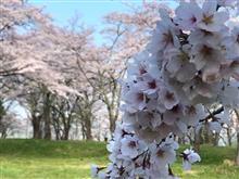 🌸で気分転換