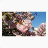 ｻｲｰﾀﾏの桜 2020/0 ...