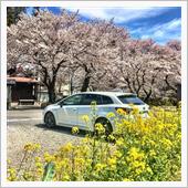 桜や菜の花とのコラボ カロー ...