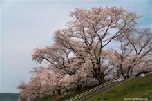 背割堤の桜