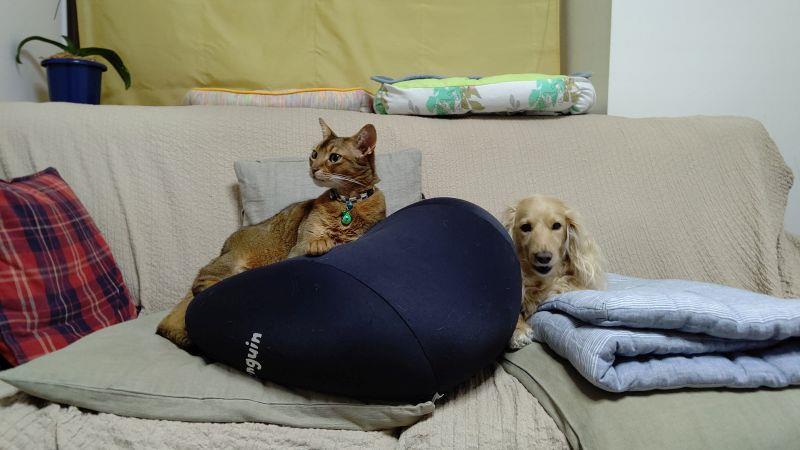 今宵もあやちゃんはニュースを見ていました 猫 アッピー あや アビシニアン 犬 ハッピー ミニチュアダックスフント ニュース 猫姉妹ちゃんねる Askul トイレットペーパー どんみみのブログ 気分は迎撃戦闘機２ みんカラ