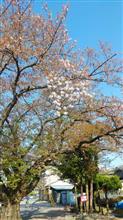 今朝の公園の桜・・そろそろ見納めです