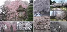 今年の『桜』は、ご近所で、、意外と見応えありましたね　🌸