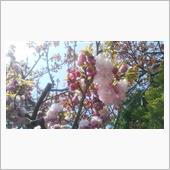 ｻｲｰﾀﾏの桜 2020/0 ...