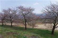 開花宣言