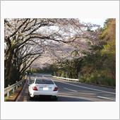 花見ドライブ