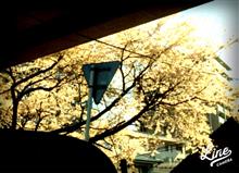 桜の🌸見頃、