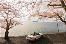 桜ことりっぷ③ 海津大崎