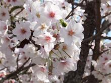 今年の桜・・・