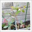 家の花が咲いた♪