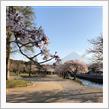 さくら2020🌸 〜 そろそろ見頃も⛩♫