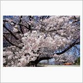 桃が咲く、桜も咲く、桃源郷さ ...