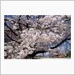 桃が咲く、桜も咲く、桃源郷さんぽドライブ　