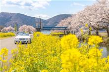 桜ことりっぷ④ 余呉湖+α