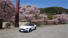 桜と124…