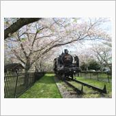 今年の桜も見納め