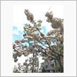 八重桜 コロナ癒しで散歩です♪