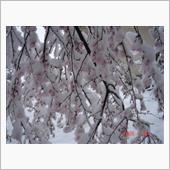 🌸　３月２９日早朝撮影順に ...