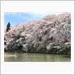 今年の桜