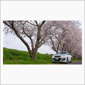 ♯母の願い真冬の桜吹雪【ハリ ...