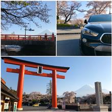 さくら2020🌸 〜 いつものところで⛩🤗