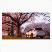 ♯夕映えの戦士【夕映えの桜と ...