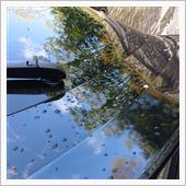 昨日の大雨強風で桜の花弁が車 ...