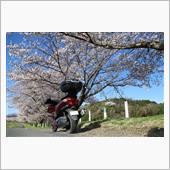 バイクで嵐山　都幾川　桜パト