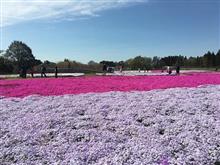 芝桜とウォーキング‥♪♪♪