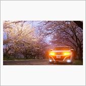 ♯落日の決闘【落日の桜とハリ ...