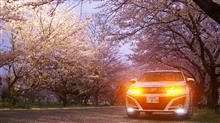 ♯落日の決闘【落日の桜とハリアー】 