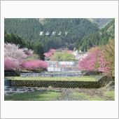 八重桜が満開に♪