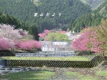 八重桜が満開に♪