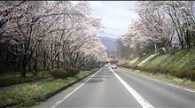 長野県でもやっと桜満開