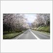 長野県でもやっと桜満開
