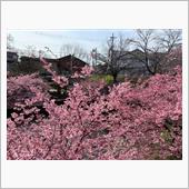 京都　淀の河津桜ライド
