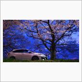 ♯花（再投稿）【宵の桜とハリ ...