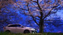 ♯花（再投稿）【宵の桜とハリアー】 