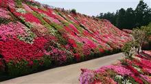 やっぱ芝桜とツツジだー！！(　ﾟдﾟ)