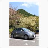 鬱金桜とスイーツ