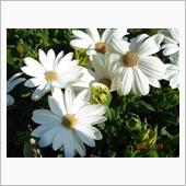 🌸　WHITE