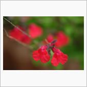 庭で花を撮り比べ