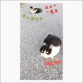 仲裁かなわず。