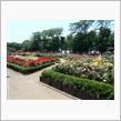 与野公園　バラの花　開花前に剪定！
