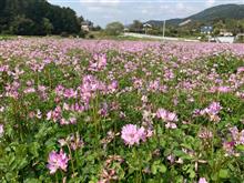 山花開いて錦に似たり　澗水湛えて藍のごとし